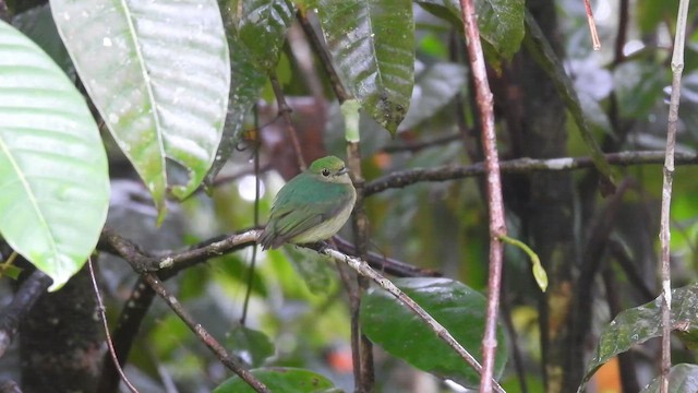 Velvety Manakin - ML650869171