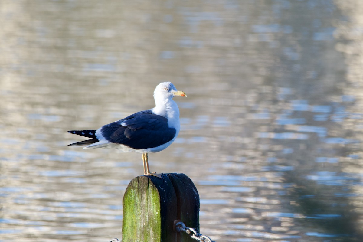 Lesser Black-backed Gull - ML650869179