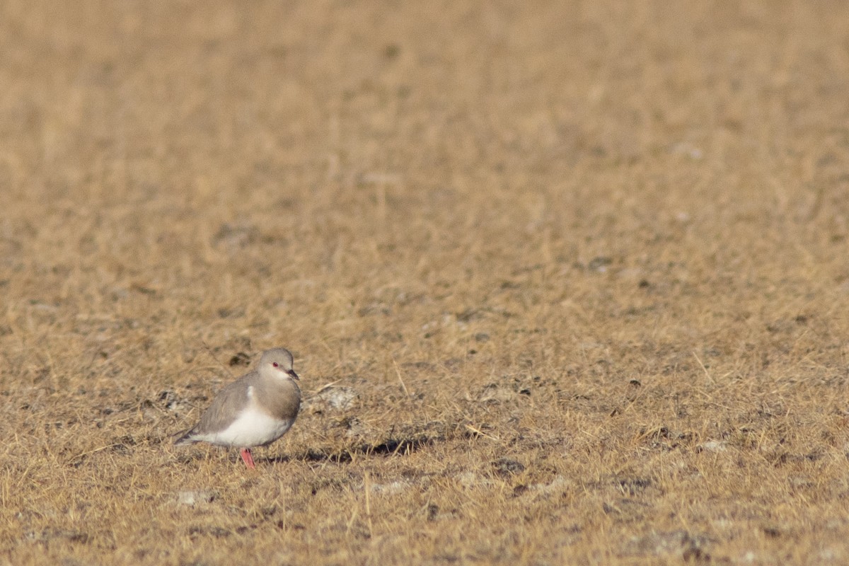 Magellanic Plover - ML650869203