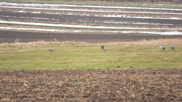 Серый журавль - ML650869234