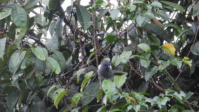 Желтопоясничная танагра - ML650869248