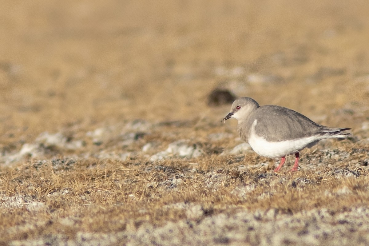 Magellanic Plover - ML650869288