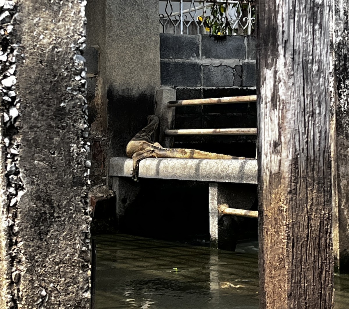 Common Water Monitor - ML650869291