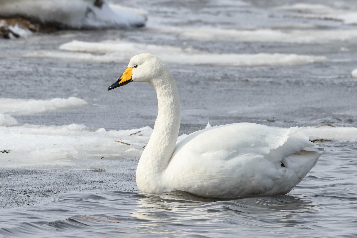 Гангар хун - ML650869321