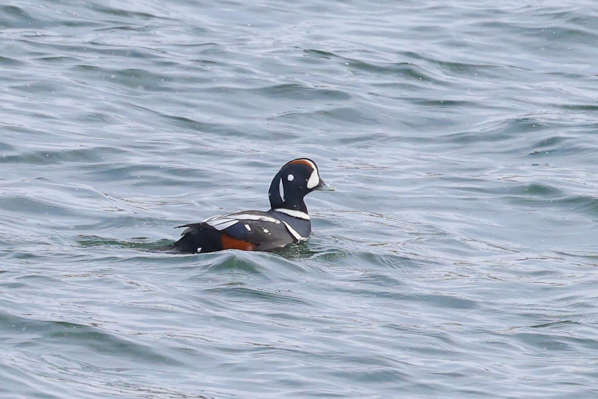 Хотгуужин чөрх - ML650869322