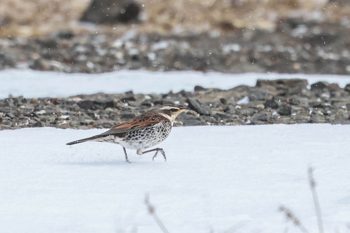 Хүрэн хөөндэй - ML650869330