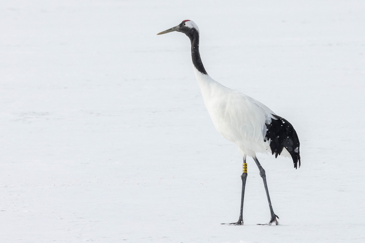 Алаг тогоруу - ML650869356