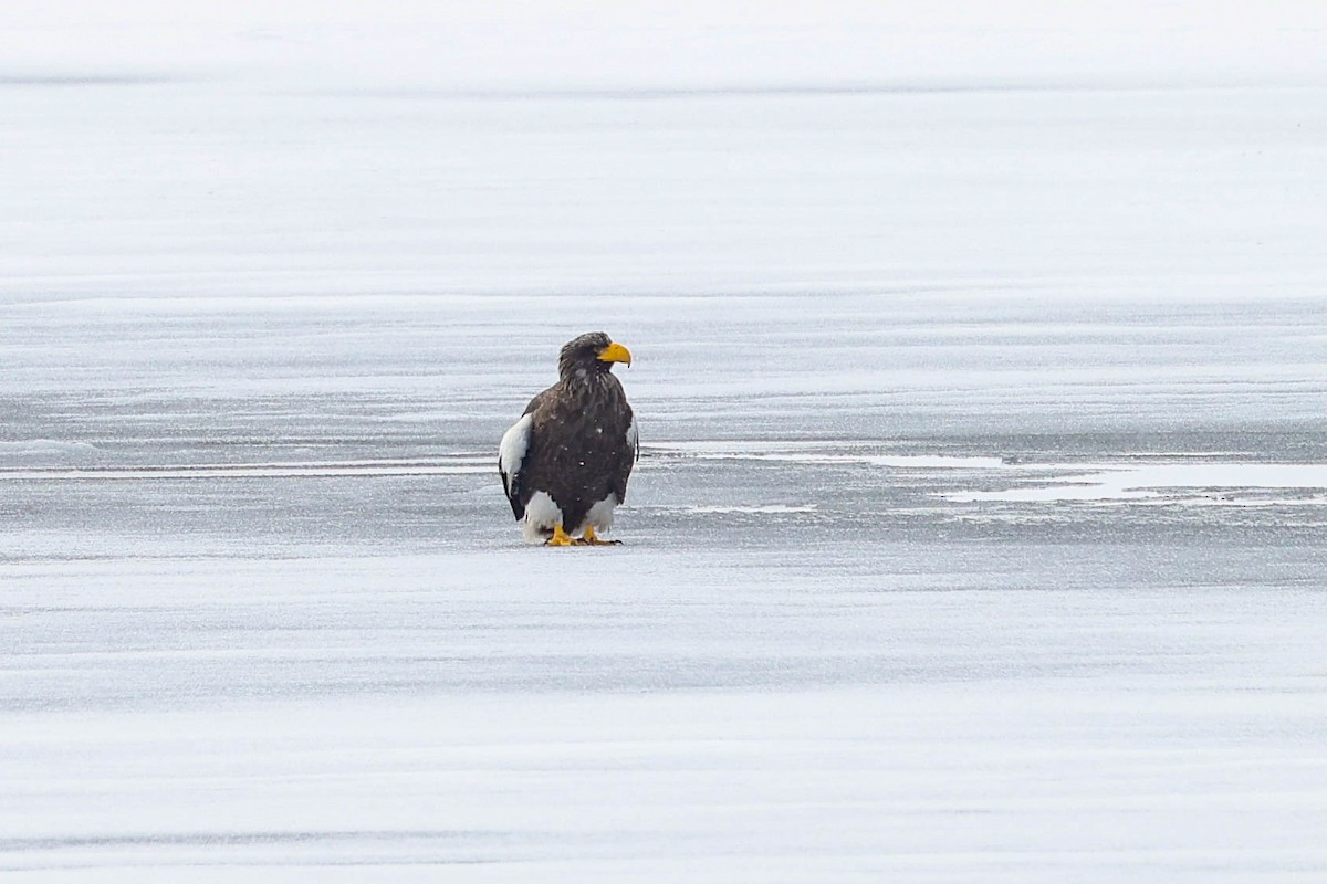 Steller's Sea-Eagle - ML650869360