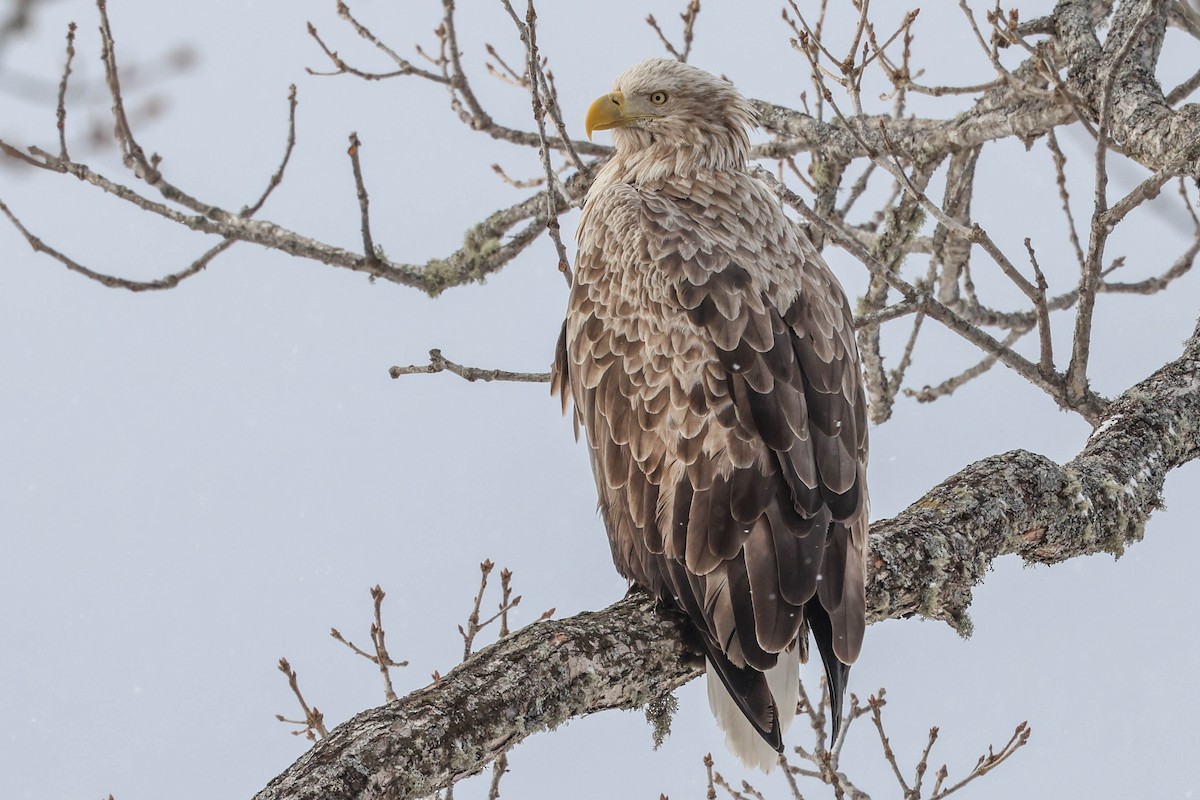 Цагаан сүүлт нөмрөг бүргэд - ML650869373