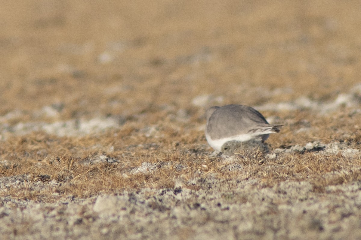 Magellanic Plover - ML650869374