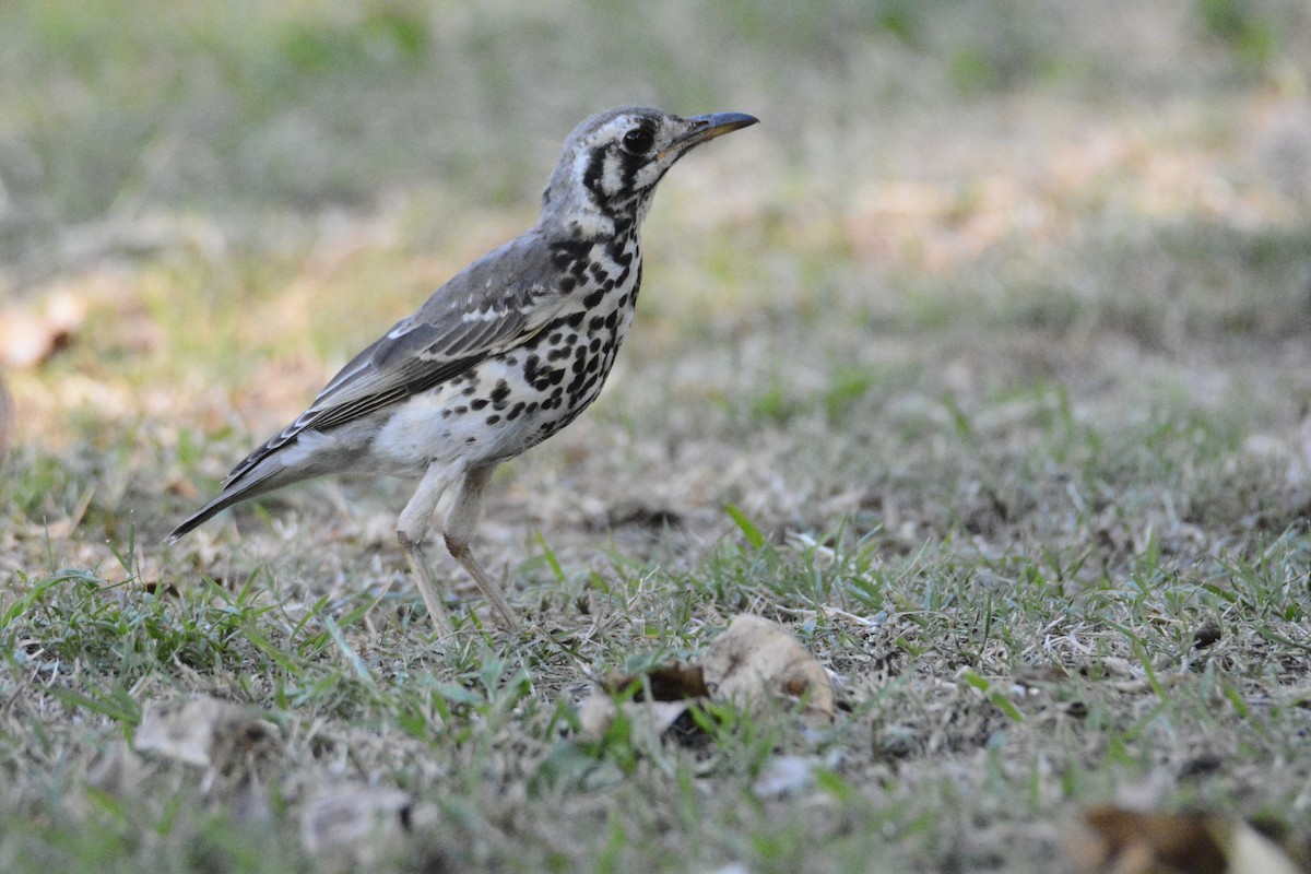 Groundscraper Thrush - ML650869395