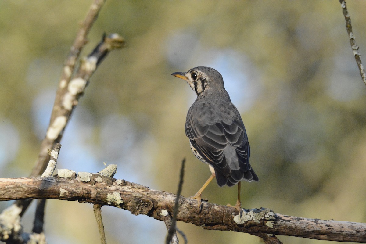 Groundscraper Thrush - ML650869397