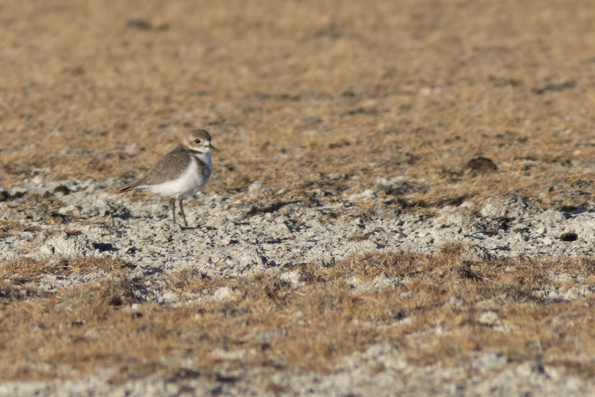 Two-banded Plover - ML650869448
