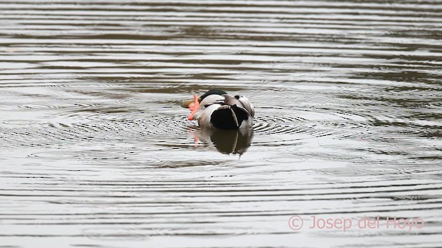 Кряква - ML650869497