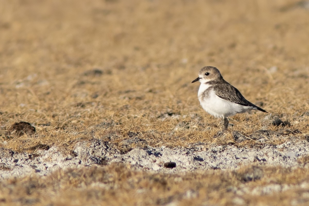 Two-banded Plover - ML650869522