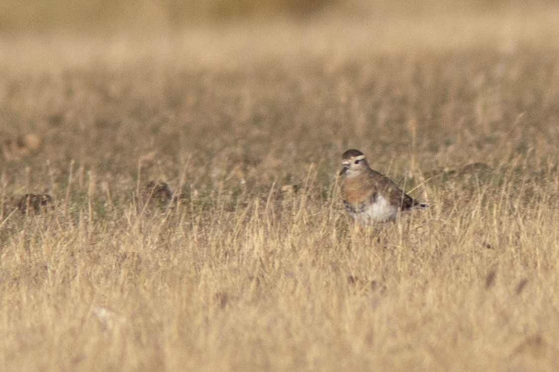 Rufous-chested Dotterel - ML650869602