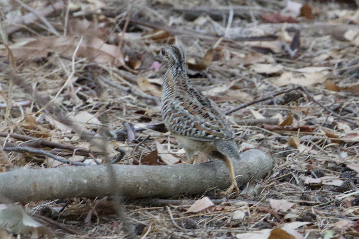 Painted Buttonquail - ML650869634