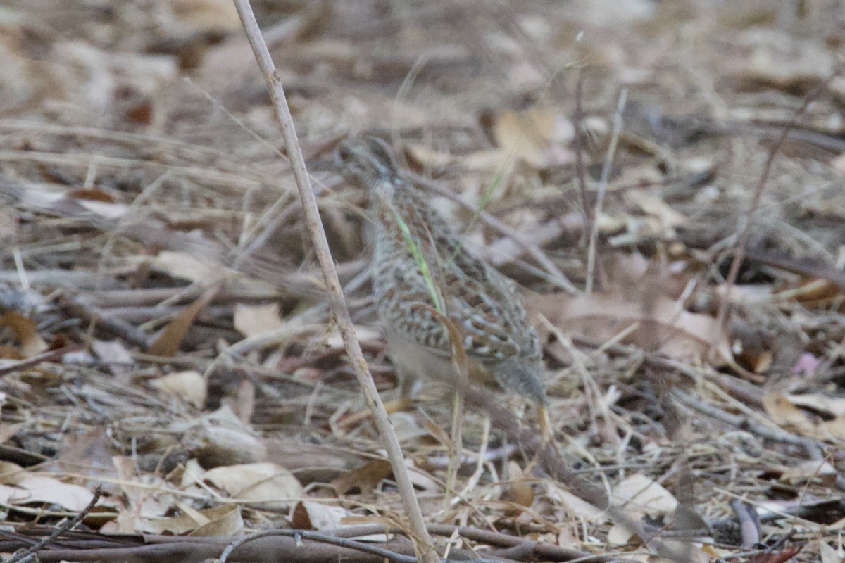 Painted Buttonquail - ML650869635
