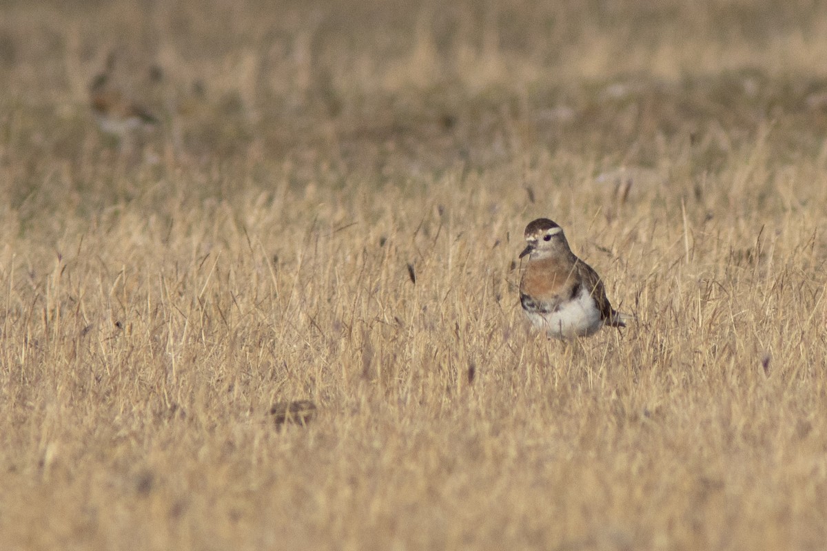 Rufous-chested Dotterel - ML650869671