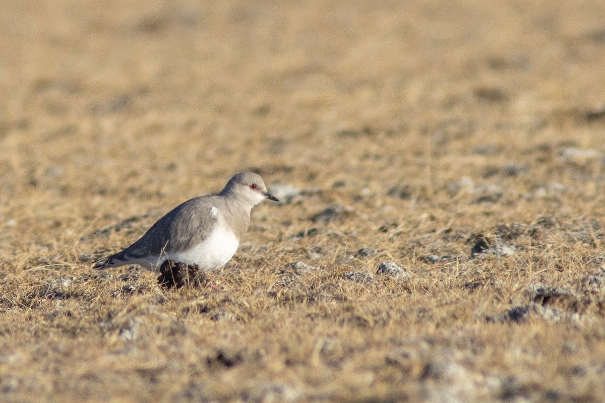 Magellanic Plover - ML650869727