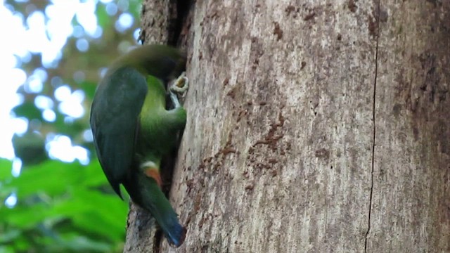 Northern Emerald-Toucanet - ML650869829