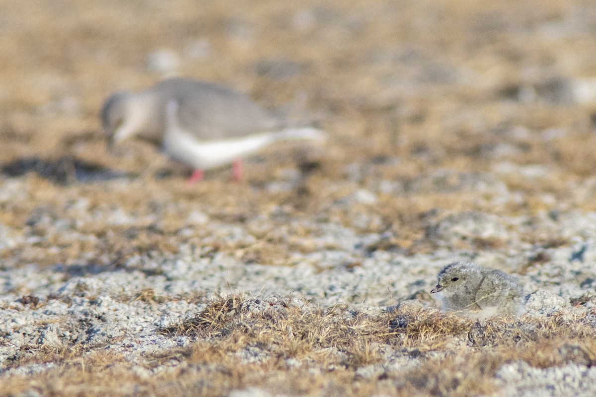 Magellanic Plover - ML650869847