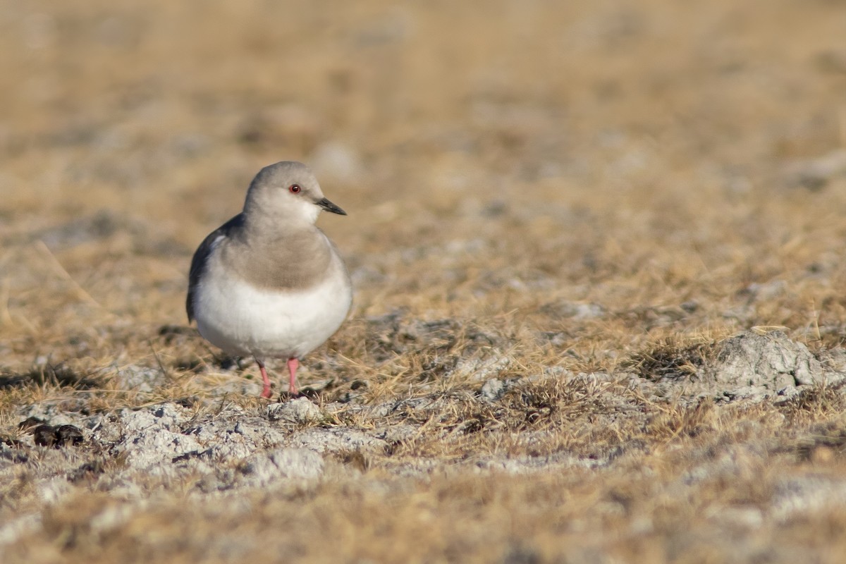 Magellanic Plover - ML650869911