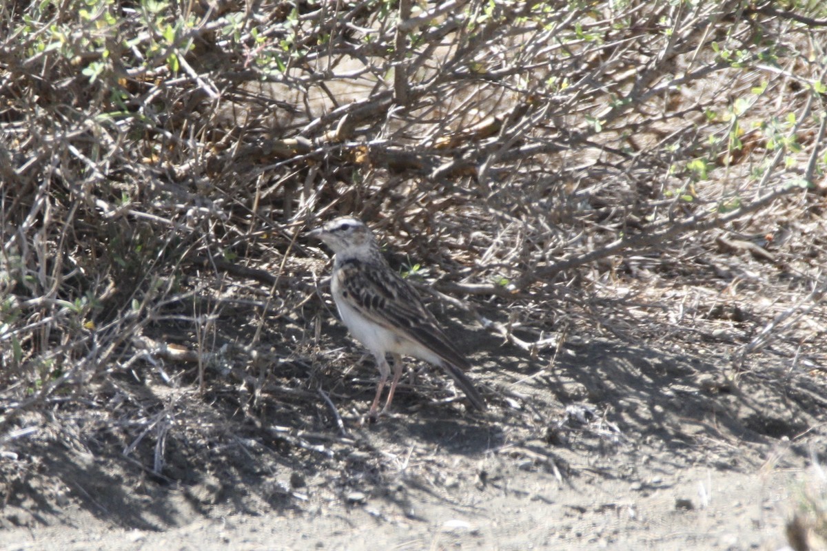 Savannenlerche (Fuchslerche) - ML650870025