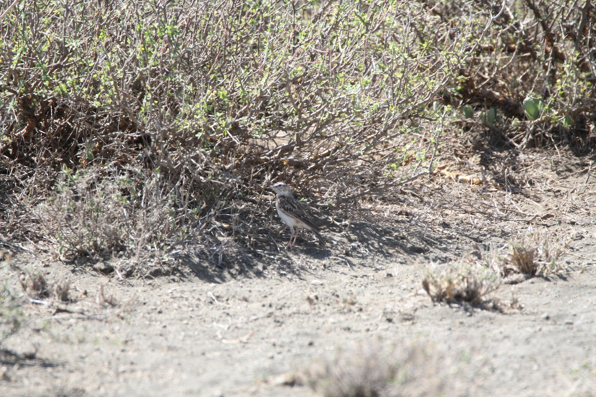 Savannenlerche (Fuchslerche) - ML650870026
