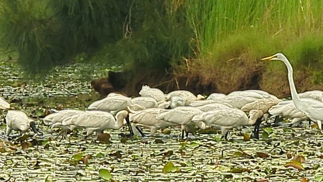 Косар королівський - ML650870119