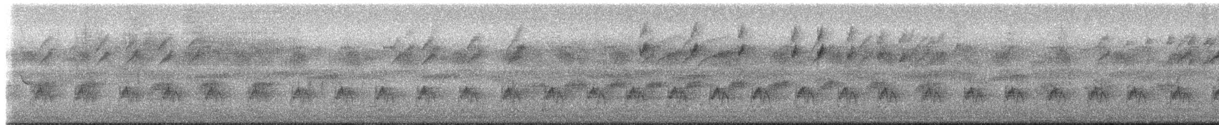 Кубла строката - ML650870540