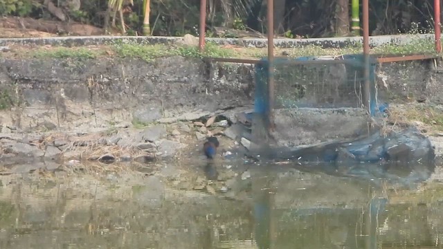 Greater Coucal - ML650870940