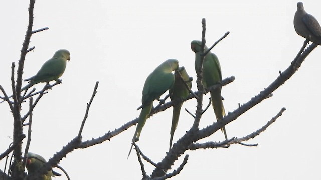 Rose-ringed Parakeet - ML650871094