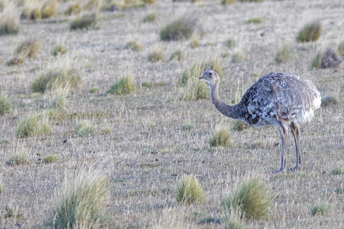 Lesser Rhea (Darwin's) - ML650871101