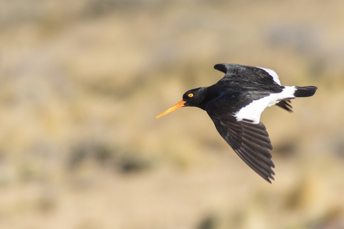 Magellanic Oystercatcher - ML650871165