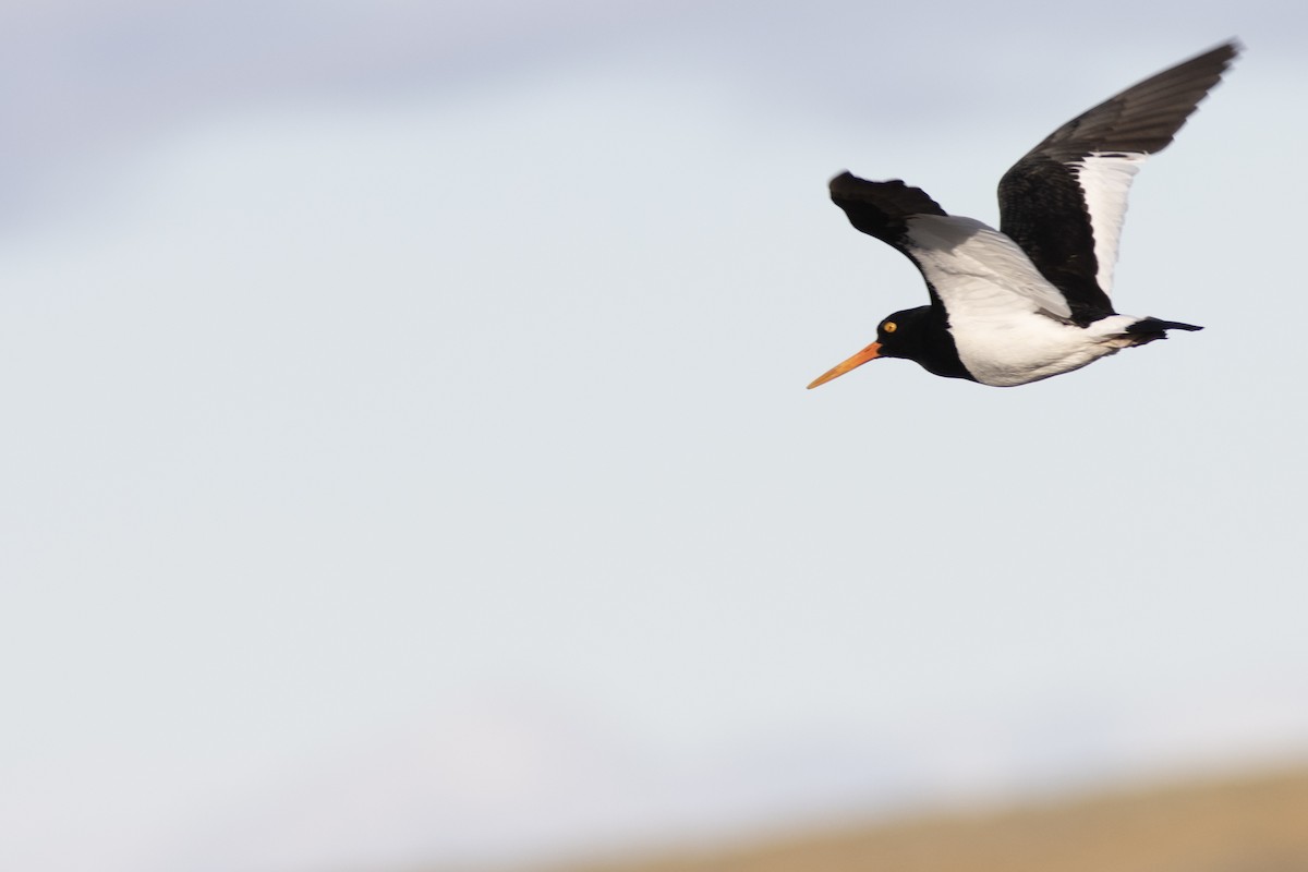 Magellanic Oystercatcher - ML650871219