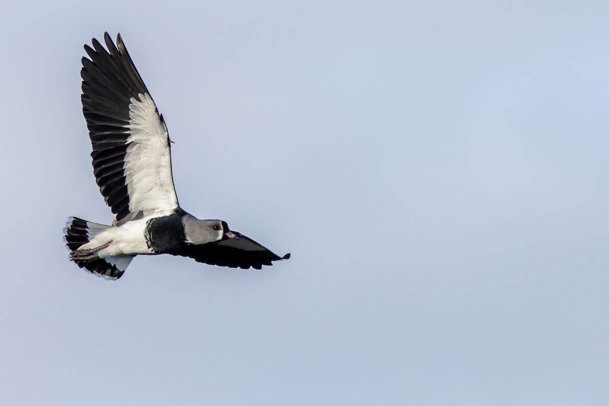 Southern Lapwing - ML650871321