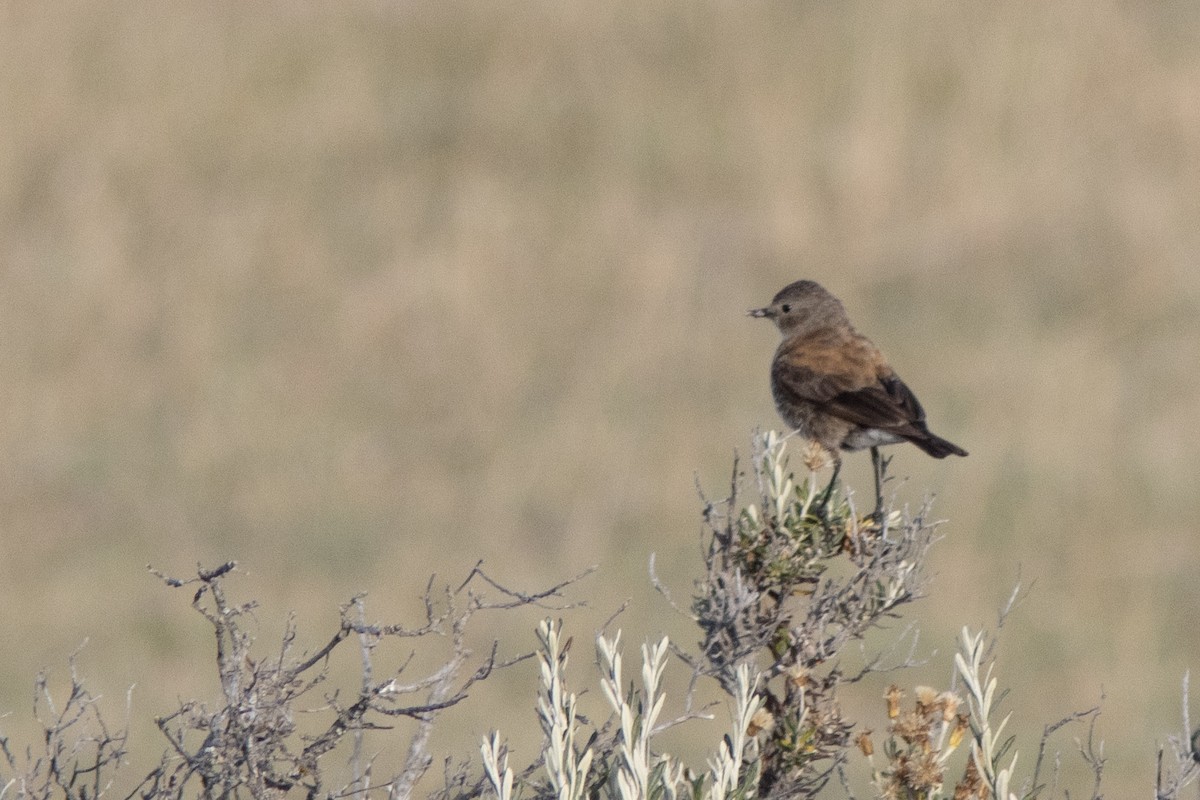 Austral Negrito - ML650871489