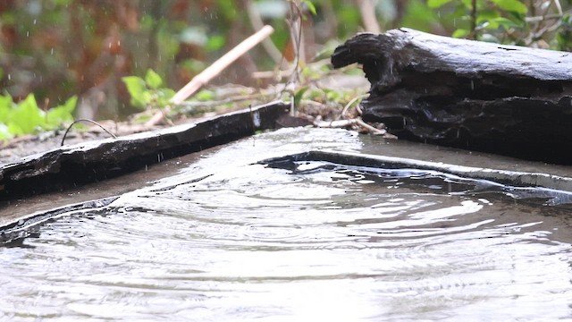 Gray-hooded Warbler - ML650871694