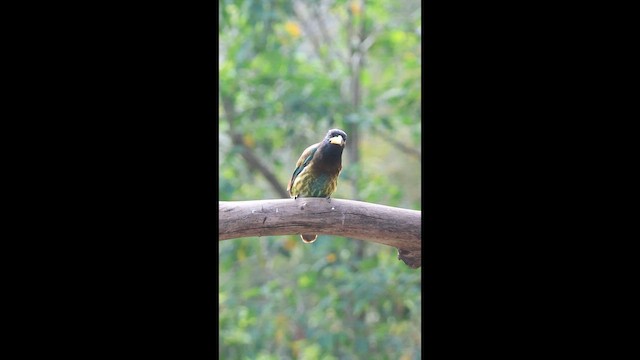 Great Barbet - ML650871697