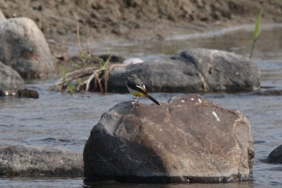 Gray Wagtail - ML650872360