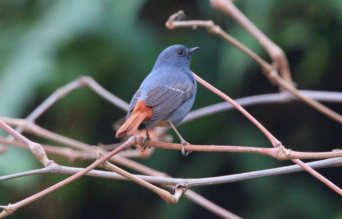 Plumbeous Redstart - ML650872413