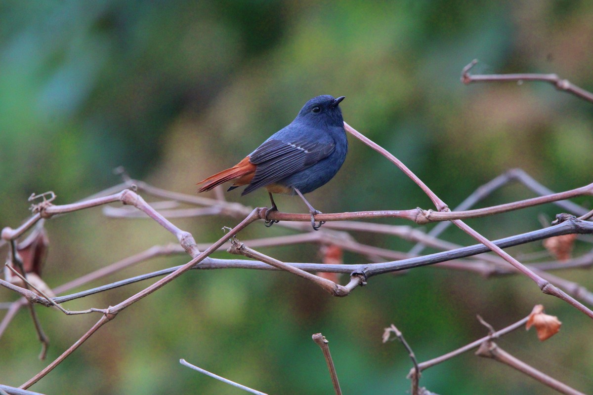 Plumbeous Redstart - ML650872414