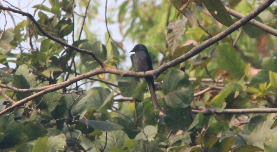 Ashy Drongo - ML650872891