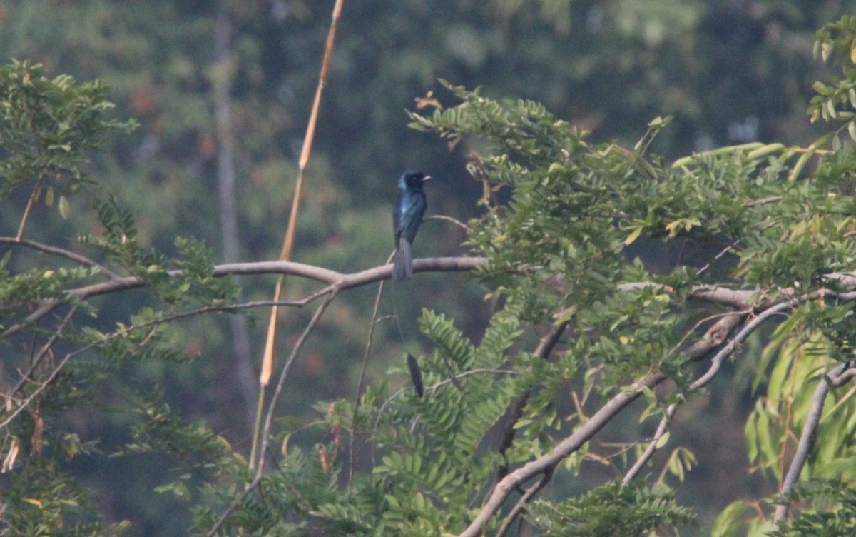 Lesser Racket-tailed Drongo - ML650872906