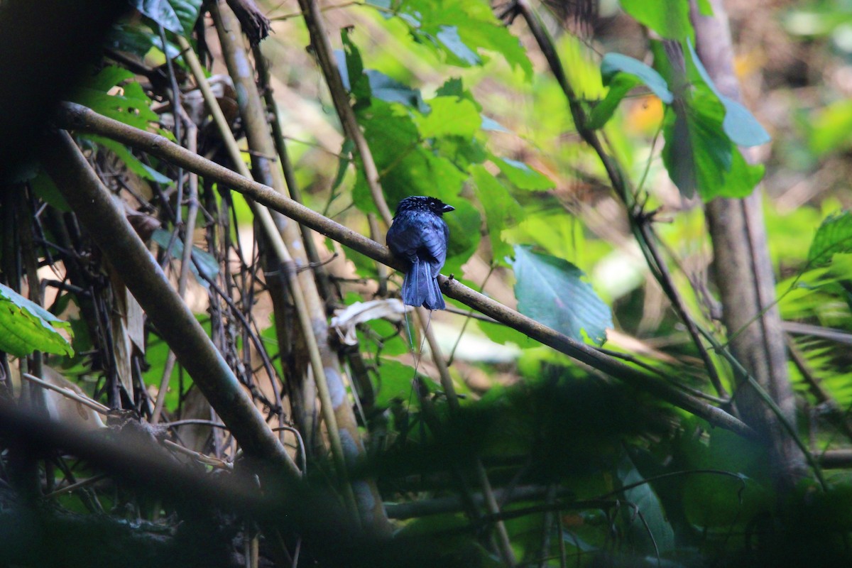 Lesser Racket-tailed Drongo - ML650872908