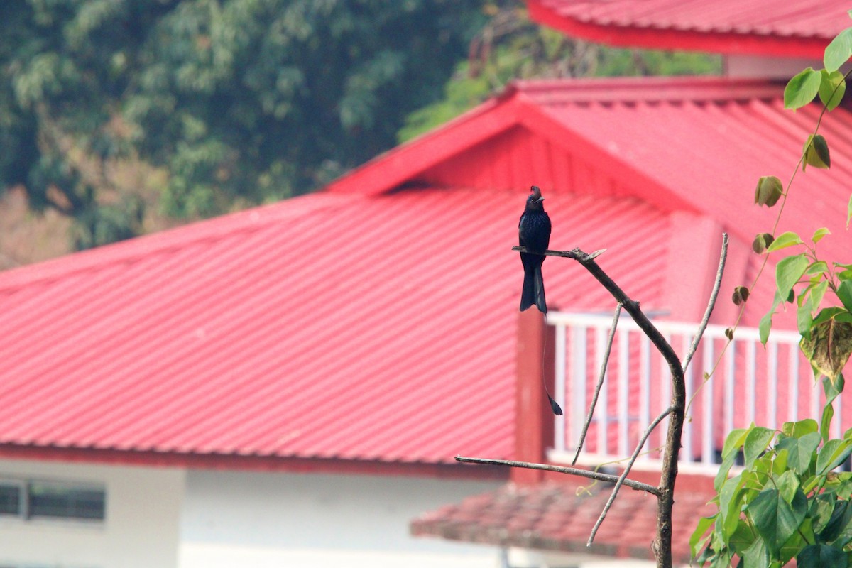 Greater Racket-tailed Drongo - ML650872915