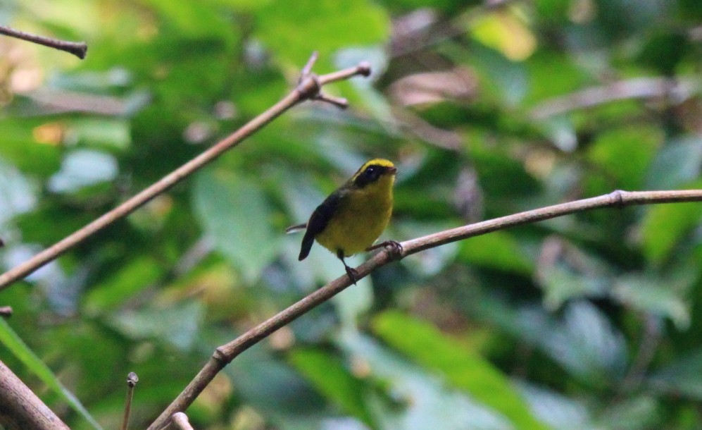 Yellow-bellied Fairy-Fantail - ML650872924