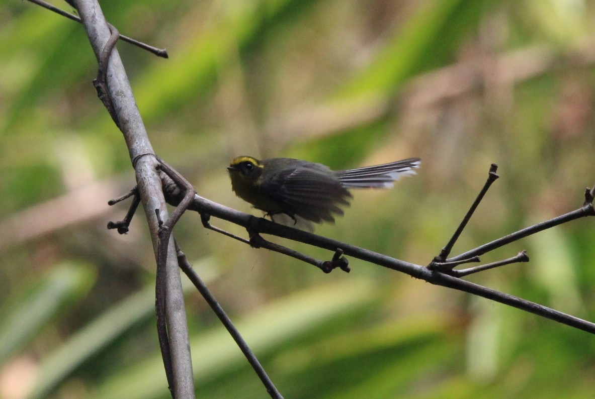Yellow-bellied Fairy-Fantail - ML650872925