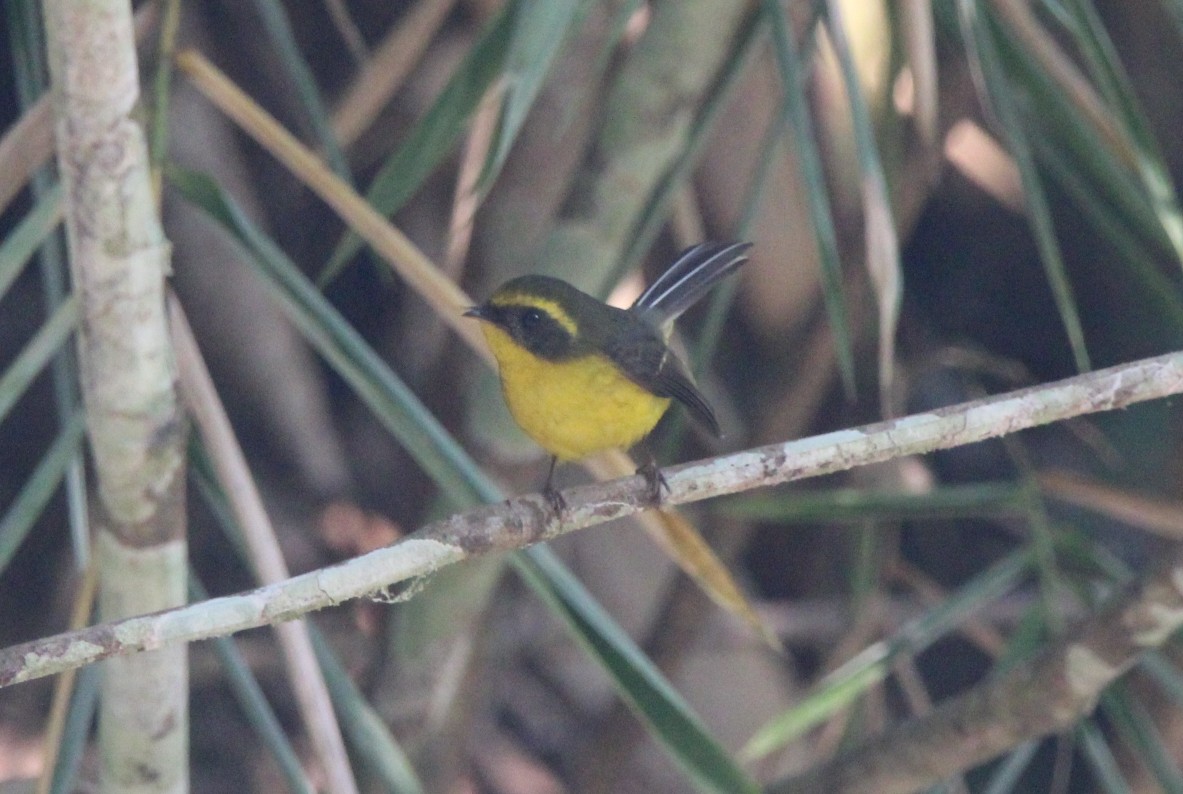 Yellow-bellied Fairy-Fantail - ML650872926
